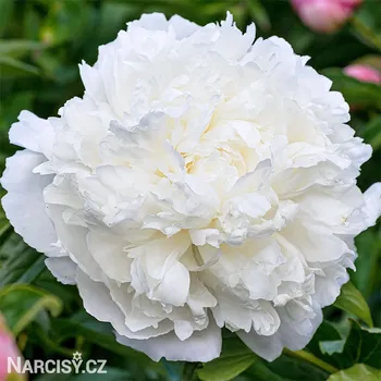 Cibulovina Pivoňka - Alba plena .: 1 ks