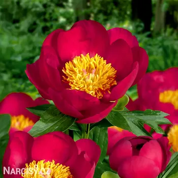 Cibulovina Pivoňka - Scarlett O'Hara .: 1 ks