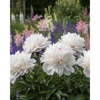 Semeno Pivoňka 'White Mons Jules Elie' 1 ks