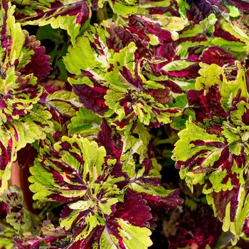 Coleus, Africká kopřiva Kong Mosaic - 154 V