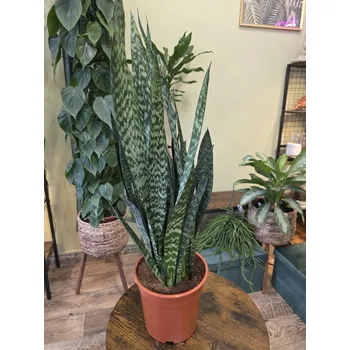 Sansevieria Zeylanica XXL