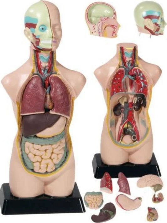 Didaktický model lidského těla s vrstvami orgánů a svalů. Pomáhá dětem pochopit stavbu těla a podporuje názorné učení anatomie.