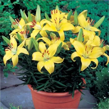 Semeno Lilie Bright Pixie - Lilium - cibule lilie - 1&nbsp;ks