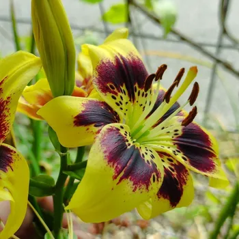 Semeno Lilie Pieton - Lilium - cibule lilie - 1 ks