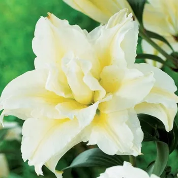 Semeno Lilie plnokvětá Roselily Sita - Lilium - cibule lilie - 1&nbsp;ks