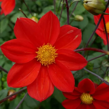 Semeno Jiřinka Topmix červená - Dahlia - hlízy jiřinky - 1 ks