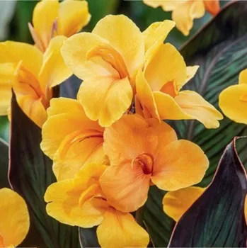 Semeno Dosna Louis Cottin - Canna - hlízy dosny - 1 ks