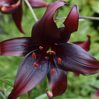 Semeno Lilie Landini - Lilium - cibule lilie - 1&nbsp;ks