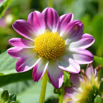 Semeno Jiřinka Sweetheart - Dahlia - hlízy jiřinek - 1 ks