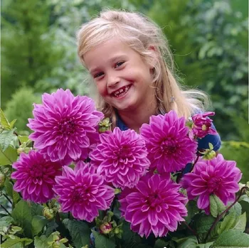 Semeno Jiřinka Lilac Time - Dahlia - hlízy jiřinky - 1 ks
