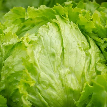 Semeno BIO Salát ledový Saladin - Lactuca sativa - bio osivo salátu - 100 ks