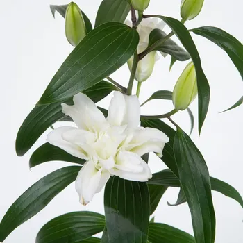 Cibulovina Lilie Roselily Aisha plnokvětá - Lilium - cibule lilií - 1&nbsp;ks