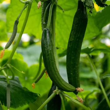 Semeno Okurka salátová Superstar F1 - Cucumis sativus - semena okurky - 10 ks