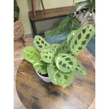 Marantha Leuconera Fiesta variegata