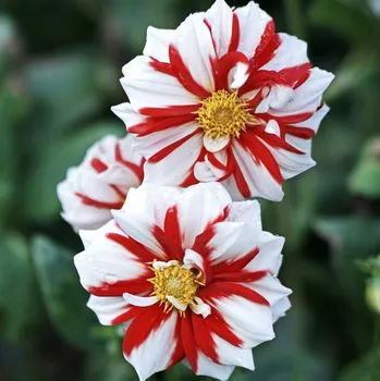 Semeno Jiřinka Fire and Ice - Dahlia - hlízy jiřinky - 1 ks