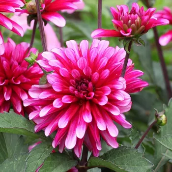 Semeno Jiřinka Art Nouveau - Dahlia - hlízy jiřinky - 1 ks