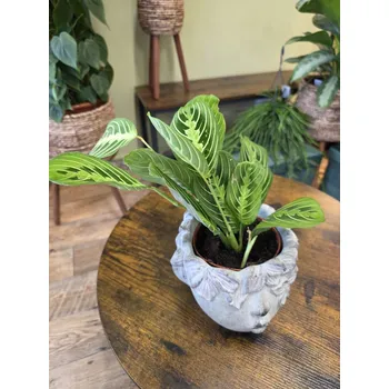 Marantha Leuconeura Lemon Lime