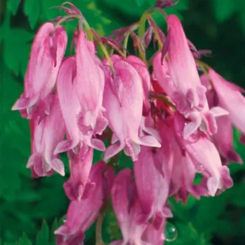 Semeno Srdcovka formosa Luxuriant - Dicentra formosa - hlízy srdcovky - 1 ks