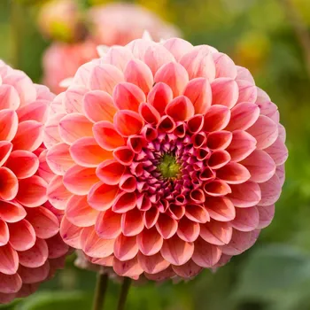 Semeno Jiřinka Nathalie G - Dahlia - hlízy jiřinky - 1 ks