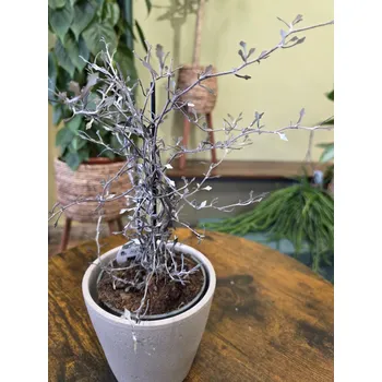 Corokia Cotoneaster, stromek na světlé místo