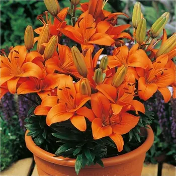 Semeno Lilie Abbersville Pride - Lilium - cibule lilie - 1&nbsp;ks