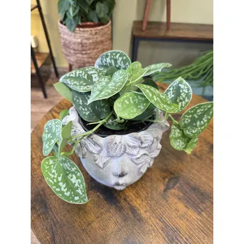 Scindapsus Pictus Argyraeus