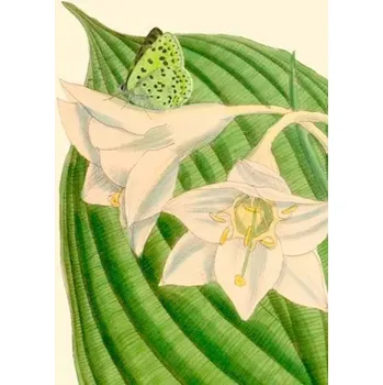 Obraz Přání B6 s obálkou Eucharis sanderi