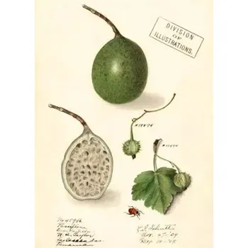 Obraz Přání B6 s obálkou Marakuja (Mučenka)