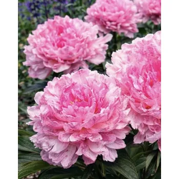 Semeno Pivoňka Pietertje Vriend 1 ks