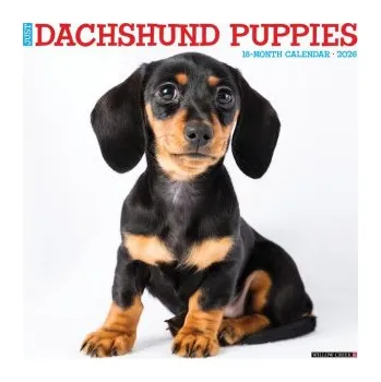 Kalendář Dachshund Puppies 2026 12 X 12 Wall Calendar (EN)