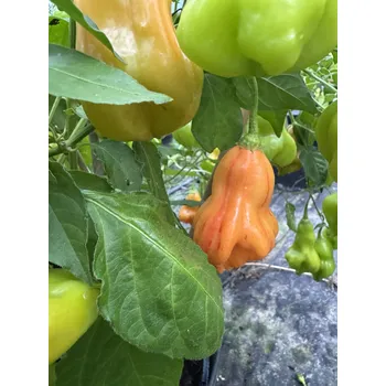 Semeno Zébrange – chilli semínka (10 ks)