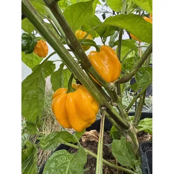 Semeno Aji Margariteno – chilli semínka (10 ks)