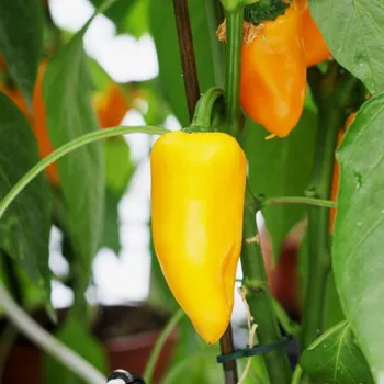 Semeno Paprika Snacking Yellow F1 - Capsicum annuum - osivo papriky - 5&nbsp;ks