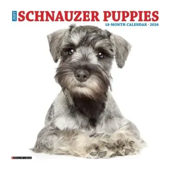 Kalendář Schnauzer Puppies 2026 12 X 12 Wall Calendar (Brožovaná)