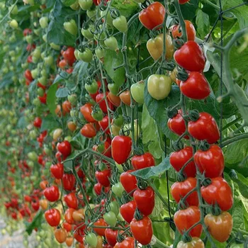 Semeno Rajče tyčkové Gardenberry F1 - Solanum lycopersicum - semena rajčete - 5&nbsp;ks