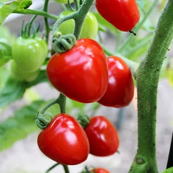Semeno Rajče tyčkové Gardenberry F1 - Solanum lycopersicum - osivo rajčete - 5&nbsp;ks