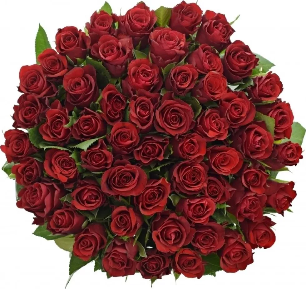Kytice 55 červených růží SIMPLY RED 60 cm