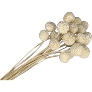 umělá květina FLOWERIO Stabilizované květy Craspedia Globosa 20 ks - bílé