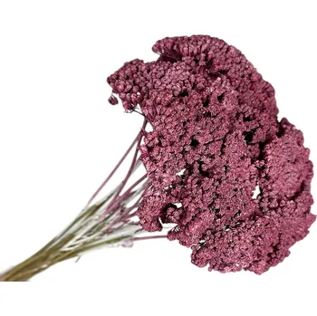 umělá květina Sušené květiny Řebříček - Achillea 90g - vintage bordó