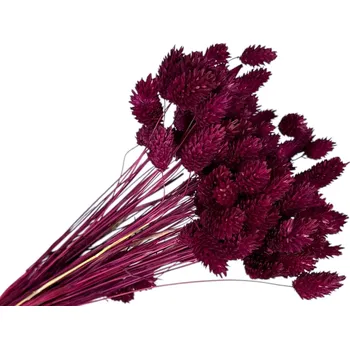 umělá květina FLOWERIO Sušená tráva Phalaris - Chrastice 80g - bordó - fuchsiová