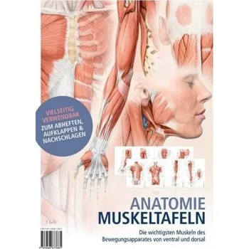 Anatomie-Muskeltafeln