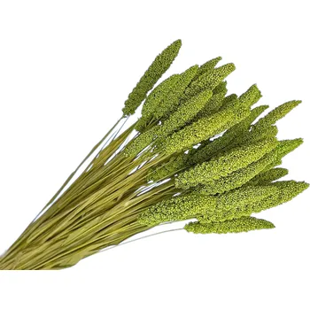 FLOWERIO Sušená tráva Setaria Italica - proso 100g - světle zelená