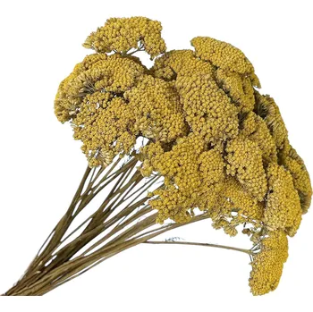 umělá květina FLOWERIO Sušené květiny Řebříček - Achillea 200g - přírodní žlutá