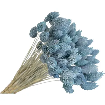 Koření FLOWERIO Sušená tráva Phalaris - Chrastice 80g - bleděmodrá