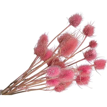 umělá květina FLOWERIO Sušené bodláky Dipsacus 50g - růžové