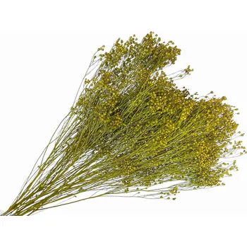 umělá květina FLOWERIO Sušené květiny Broom Bloom kytice 100g - olivově zelené