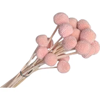 umělá květina FLOWERIO Stabilizované květy Craspedia Globosa 20 ks – bělené růžové