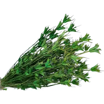 umělá květina FLOWERIO Sušené květy Černucha - Nigella orientalis 80g - zelené