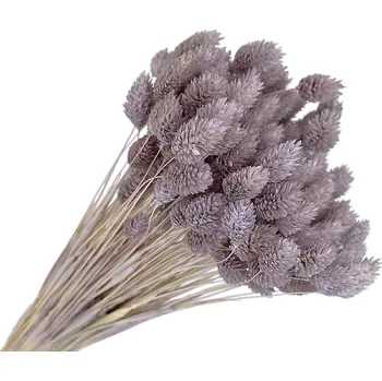 Svatební dekorace FLOWERIO Sušená tráva Phalaris - Chrastice 80g - bledě fialová