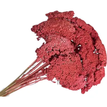 umělá květina FLOWERIO Sušené květiny Řebříček - Achillea 90g - vintage červená